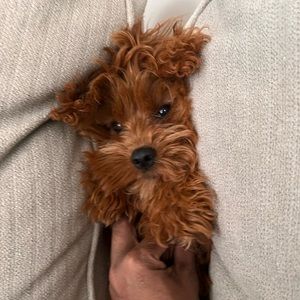 Meet your Posher, Arthur